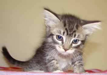 [picture of Richelle, a Domestic Short Hair tabby/white cat]