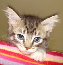[picture of Richelle, a Domestic Short Hair tabby/white\ cat] 