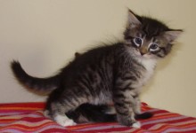 [another picture of Riley, a Domestic Short Hair tabby/white\ cat] 
