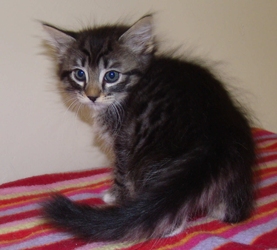 [picture of Riley, a Domestic Short Hair tabby/white cat]