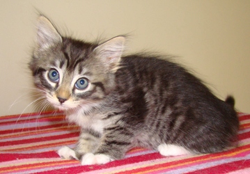 [picture of Riley, a Domestic Short Hair tabby/white cat]