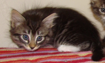[picture of Riley, a Domestic Short Hair tabby/white cat]