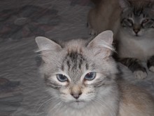 [another picture of Pandora, a Siamese/Domestic Short Hair-x lynxpoint\ cat] 