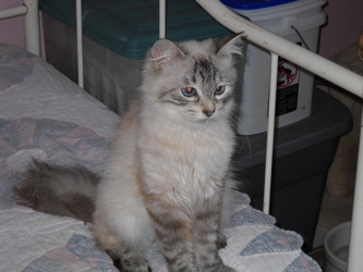 [picture of Pandora, a Siamese/Domestic Short Hair-x lynxpoint cat]