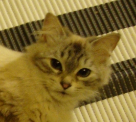 [picture of Pandora, a Siamese/Domestic Short Hair-x lynxpoint cat]