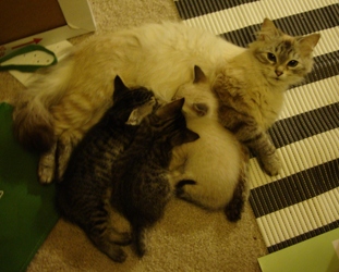 [picture of Pandora, a Siamese/Domestic Short Hair-x lynxpoint cat]
