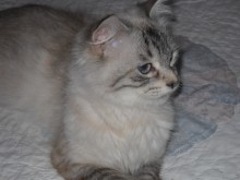 [picture of Pandora, a Siamese/Domestic Short Hair-x lynxpoint\ cat] 