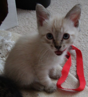 [picture of Ginger, a Siamese/Domestic Short Hair-x bluepoint\ cat] 