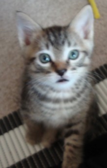 [another picture of Duncan, a Domestic Short Hair tabby\ cat] 