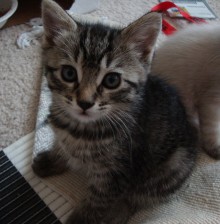 [another picture of Trickle, a Domestic Short Hair tabby\ cat] 