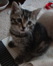 [picture of Trickle, a Domestic Short Hair tabby\ cat] 