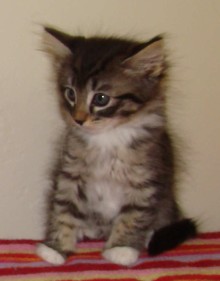 [another picture of Rianna, a Domestic Short Hair tortoiseshell tabby\ cat] 