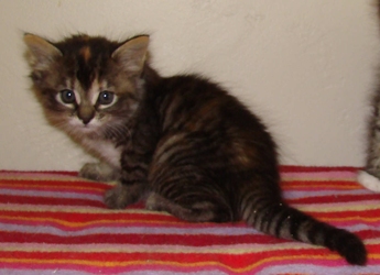[picture of Rianna, a Domestic Short Hair tortoiseshell tabby cat]