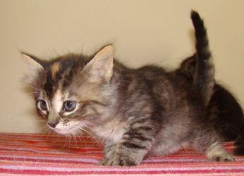 [picture of Rianna, a Domestic Short Hair tortoiseshell tabby cat]