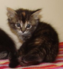 [picture of Rianna, a Domestic Short Hair tortoiseshell tabby\ cat] 