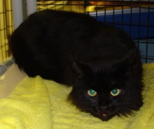 [another picture of Pearl, a Domestic Long Hair black\ cat] 