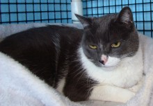 [another picture of Russ AKA Rusty AKA Buster, a Domestic Short Hair white/blue\ cat] 