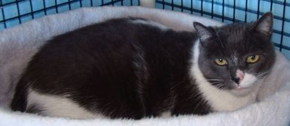 [picture of Russ AKA Rusty AKA Buster, a Domestic Short Hair white/blue cat]