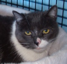[picture of Russ AKA Rusty AKA Buster, a Domestic Short Hair white/blue\ cat] 