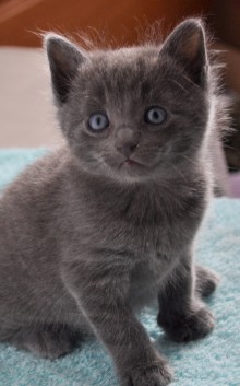 [another picture of Danica, a Domestic Short Hair blue\ cat] 