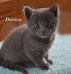 [picture of Danica, a Domestic Short Hair blue cat]