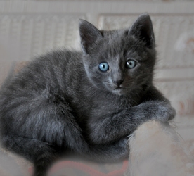 [picture of Danica, a Domestic Short Hair blue cat]