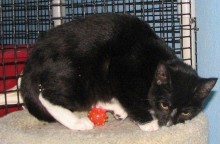 [another picture of Sandi, a Domestic Short Hair black/white\ cat] 