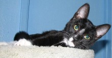 [picture of Sandi, a Domestic Short Hair black/white\ cat] 