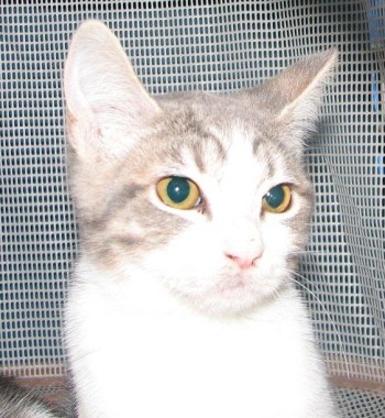 [picture of Samantha, a Domestic Short Hair gray tabby/white\ cat] 
