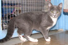 [another picture of Sally, a Domestic Short Hair gray/white\ cat] 