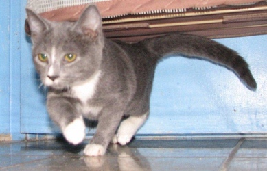 [picture of Sally, a Domestic Short Hair gray/white cat]