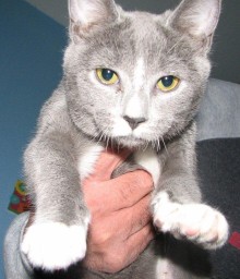 [picture of Sally, a Domestic Short Hair gray/white\ cat] 