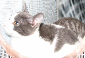 [picture of Shirl, a Domestic Short Hair white/gray\ cat] 