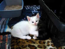 [another picture of Rainbow Hawk, a Domestic Short Hair white/gray\ cat] 