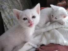 [picture of Rainbow Hawk, a Domestic Short Hair white/gray\ cat] 