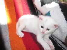[another picture of Harmony, a Domestic Short Hair white/gray\ cat] 