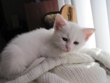 [picture of Harmony, a Domestic Short Hair white/gray\ cat] 