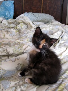 [another picture of Arjuna, a Domestic Short Hair tortoiseshell\ cat] 
