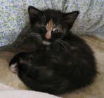 [picture of Arjuna, a Domestic Short Hair tortoiseshell cat]