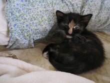 [picture of Arjuna, a Domestic Short Hair tortoiseshell\ cat] 