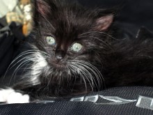 [another picture of Junior, a Domestic Short Hair black/white\ cat] 
