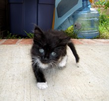 [picture of Junior, a Domestic Short Hair black/white\ cat] 