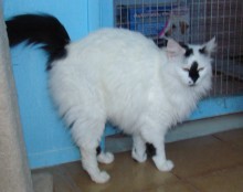 [another picture of Marshmallow, a Domestic Long Hair white/black\ cat] 