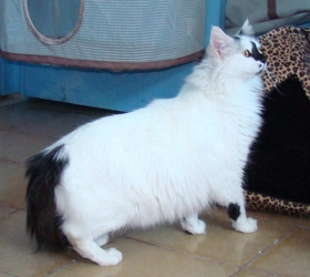 [picture of Marshmallow, a Domestic Long Hair white/black cat]