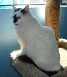 [picture of Marshmallow, a Domestic Long Hair white/black cat]
