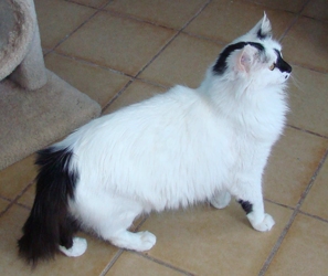 [picture of Marshmallow, a Domestic Long Hair white/black cat]