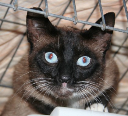[picture of Maru, a Siamese/Domestic Short Hair-x sealpoint/whtie\ cat] 