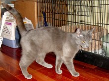 [another picture of Amelia, a Domestic Short Hair gray\ cat] 