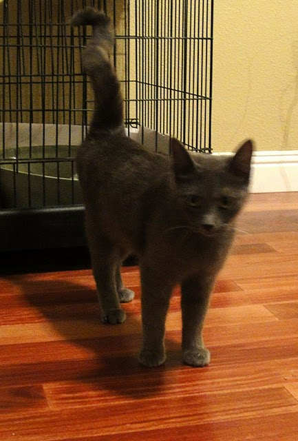 [picture of Amelia, a Domestic Short Hair gray cat]