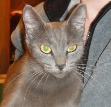 [picture of Amelia, a Domestic Short Hair gray\ cat] 